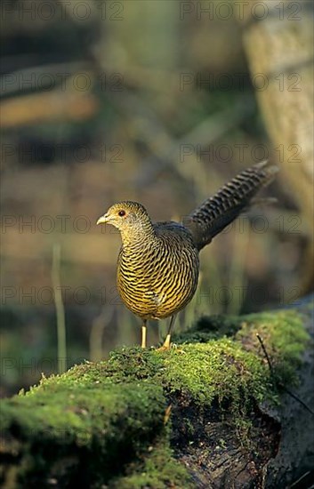 Golden pheasant