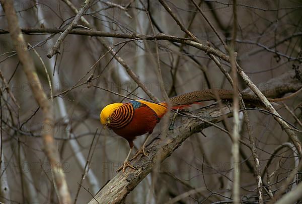 Golden pheasant