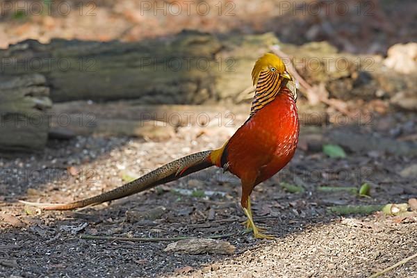 Golden pheasant