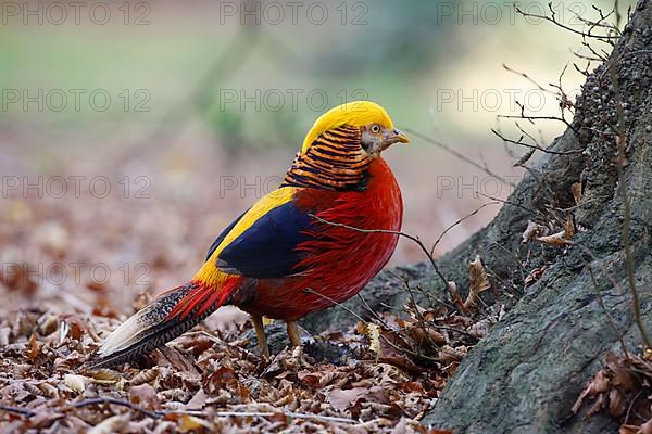 Golden pheasant