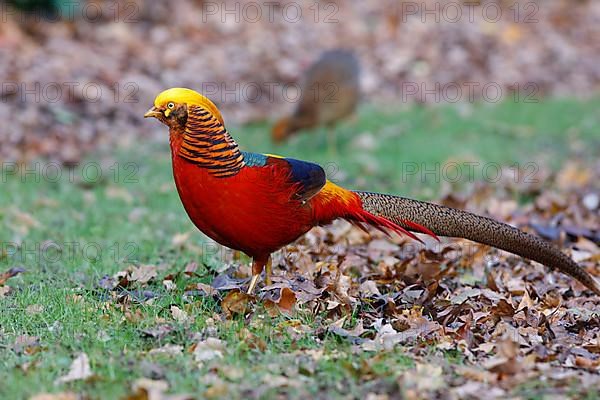 Golden pheasant