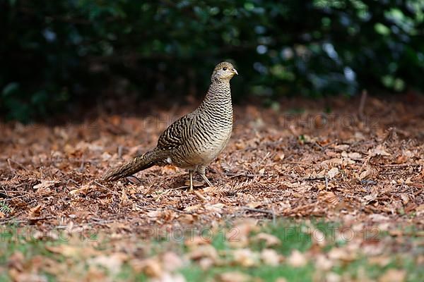 Golden Pheasant