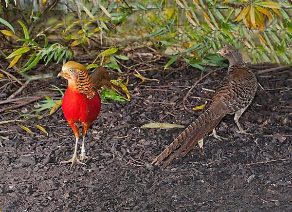 Golden pheasant