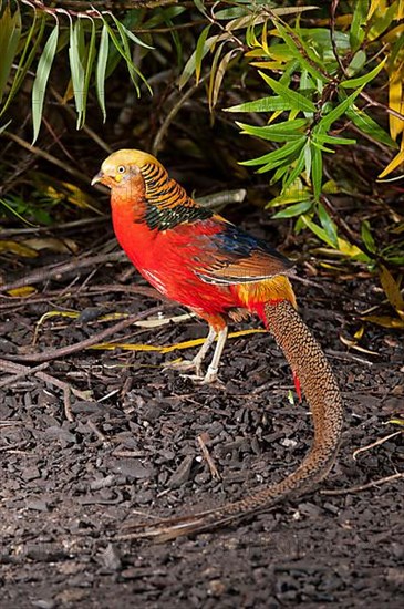 Golden pheasant