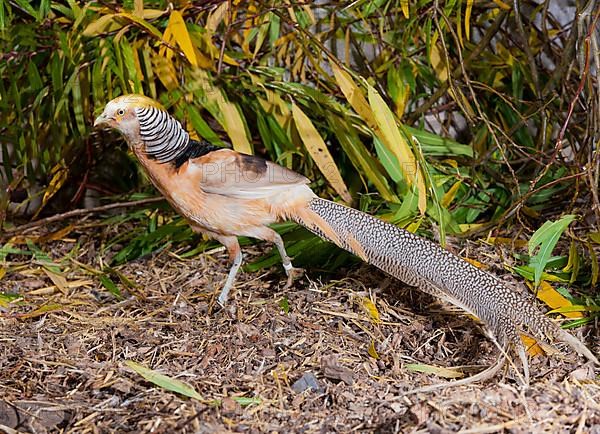 Ghigi's golden pheasant