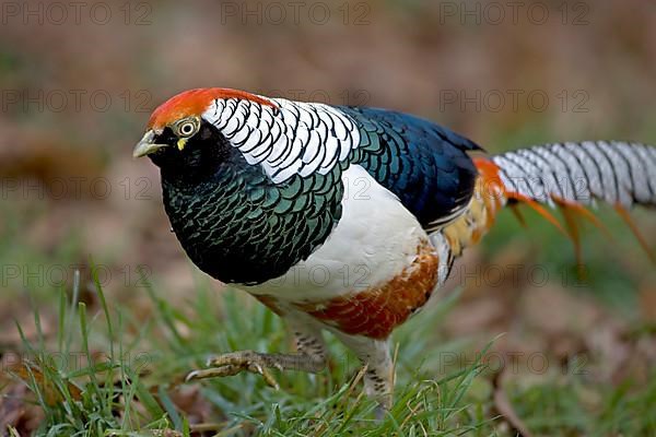 Lady Amherst's lady amherst's pheasant