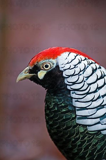 Lady Amherst's lady amherst's pheasant