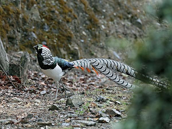 Lady Amherst's lady amherst's pheasant