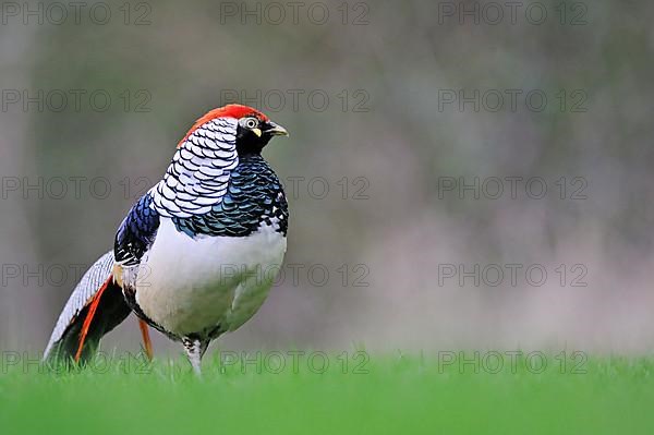 Lady Amherst's lady amherst's pheasant