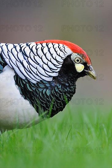 Lady Amherst's lady amherst's pheasant