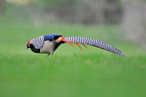 Lady Amherst's lady amherst's pheasant