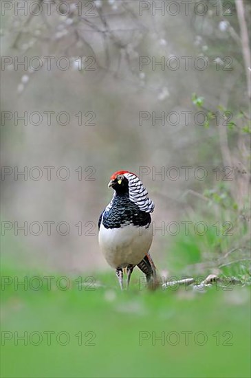 Lady Amherst's Pheasant