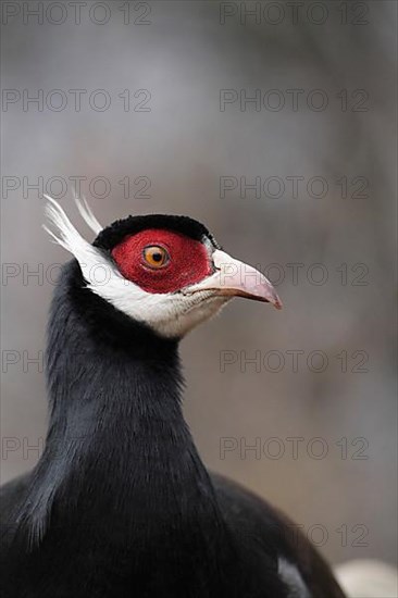 Brown Eared-pheasant