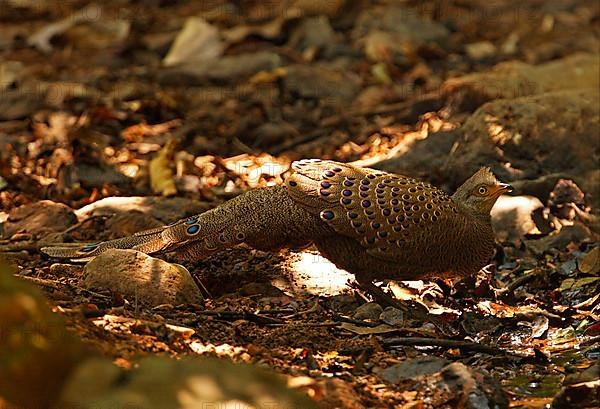 Grey Peacock-pheasant