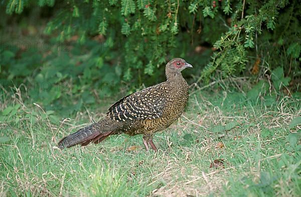 Swinhoe's swinhoe's pheasant