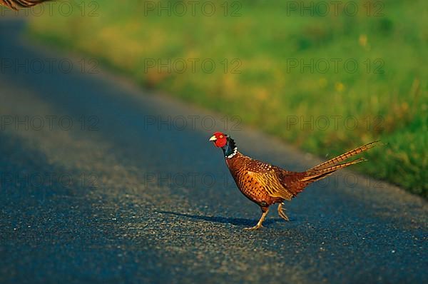 Hunting Pheasant