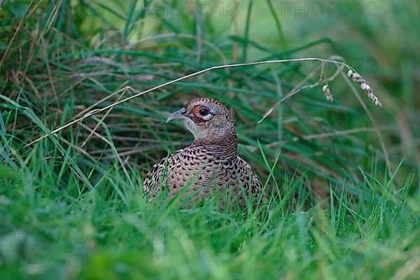 Hunting Pheasant