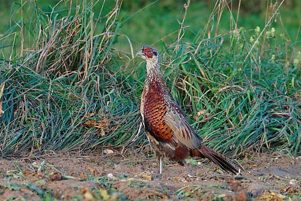 Hunting pheasant