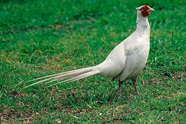 Hunting Pheasant