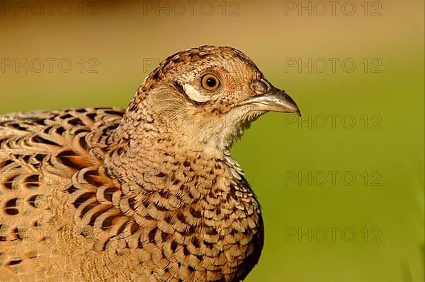 Common pheasant