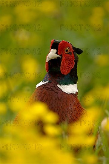 Hunting Pheasant