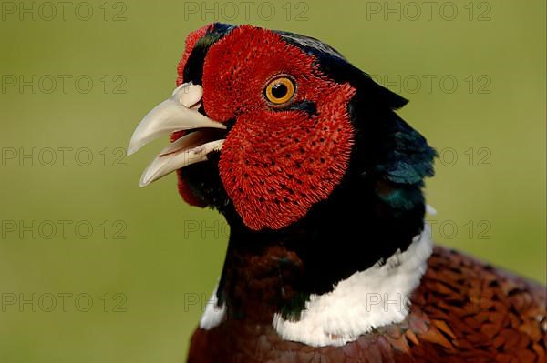 Common pheasant