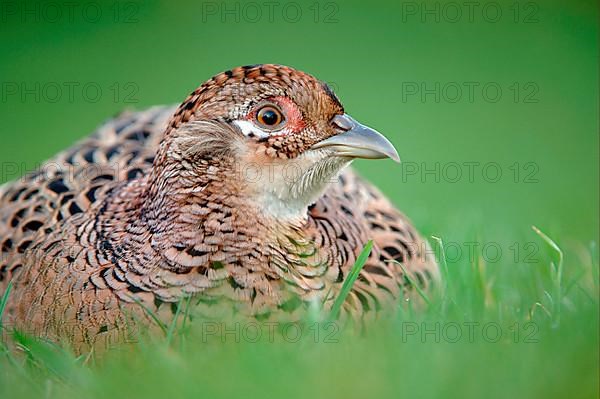 Common pheasant