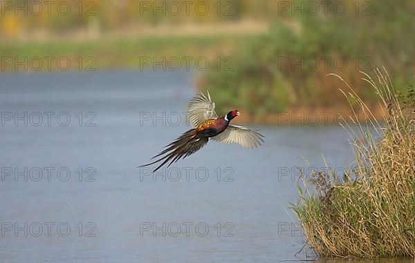 Common pheasant