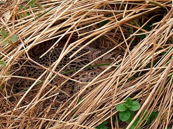 Common pheasant