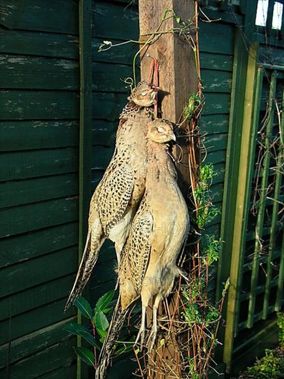 Common pheasant