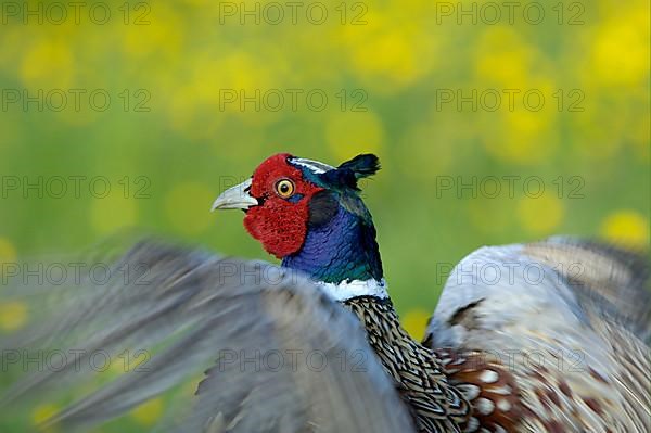 Common pheasant