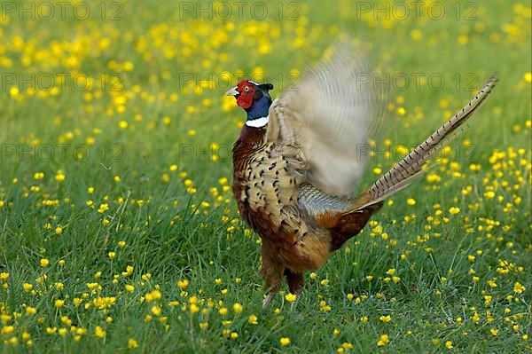 Common Pheasant