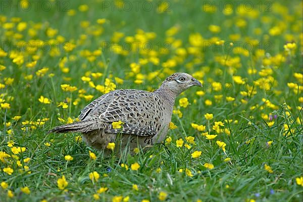 Common Pheasant