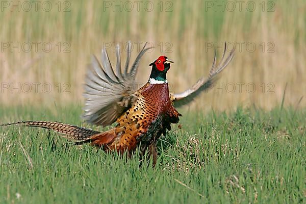 Common pheasant