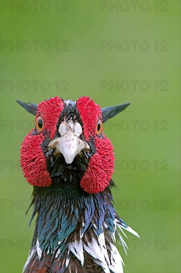 Common Pheasant