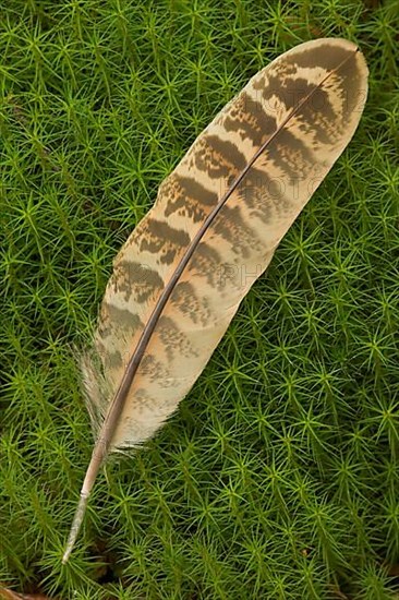 Common Pheasant