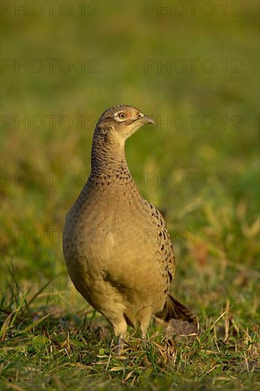 Common Pheasant