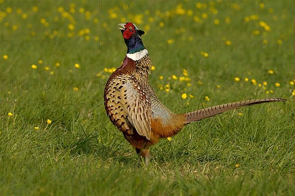 Common pheasant