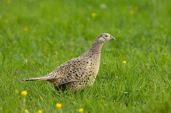 Common pheasant