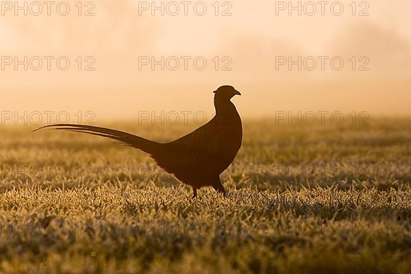 Common pheasant