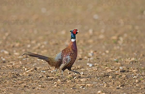 Common pheasant