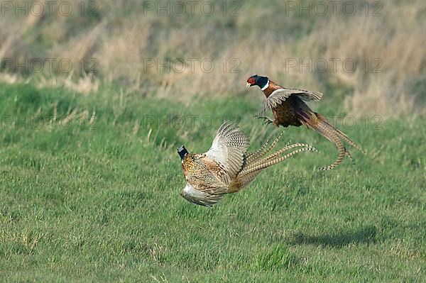 Common Pheasant