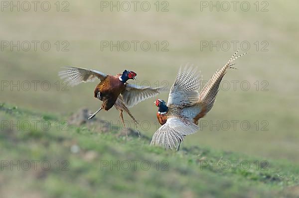 Common Pheasant