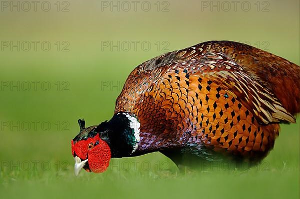 Common pheasant