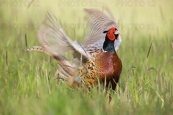 Common pheasant