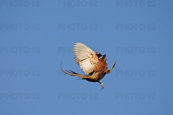 Common pheasant