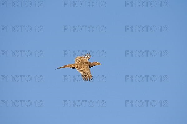 Common pheasant