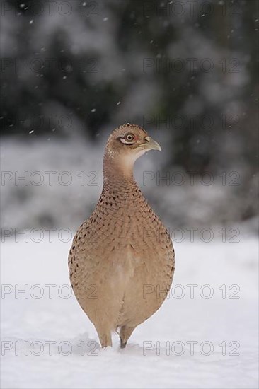 Common pheasant