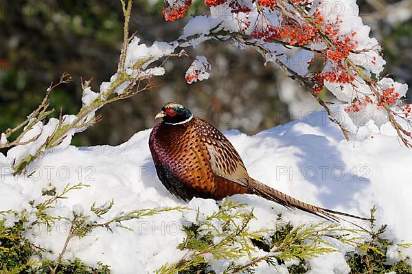 Common Pheasant