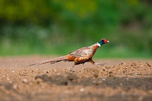 Common pheasant